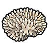 Dendrogyra